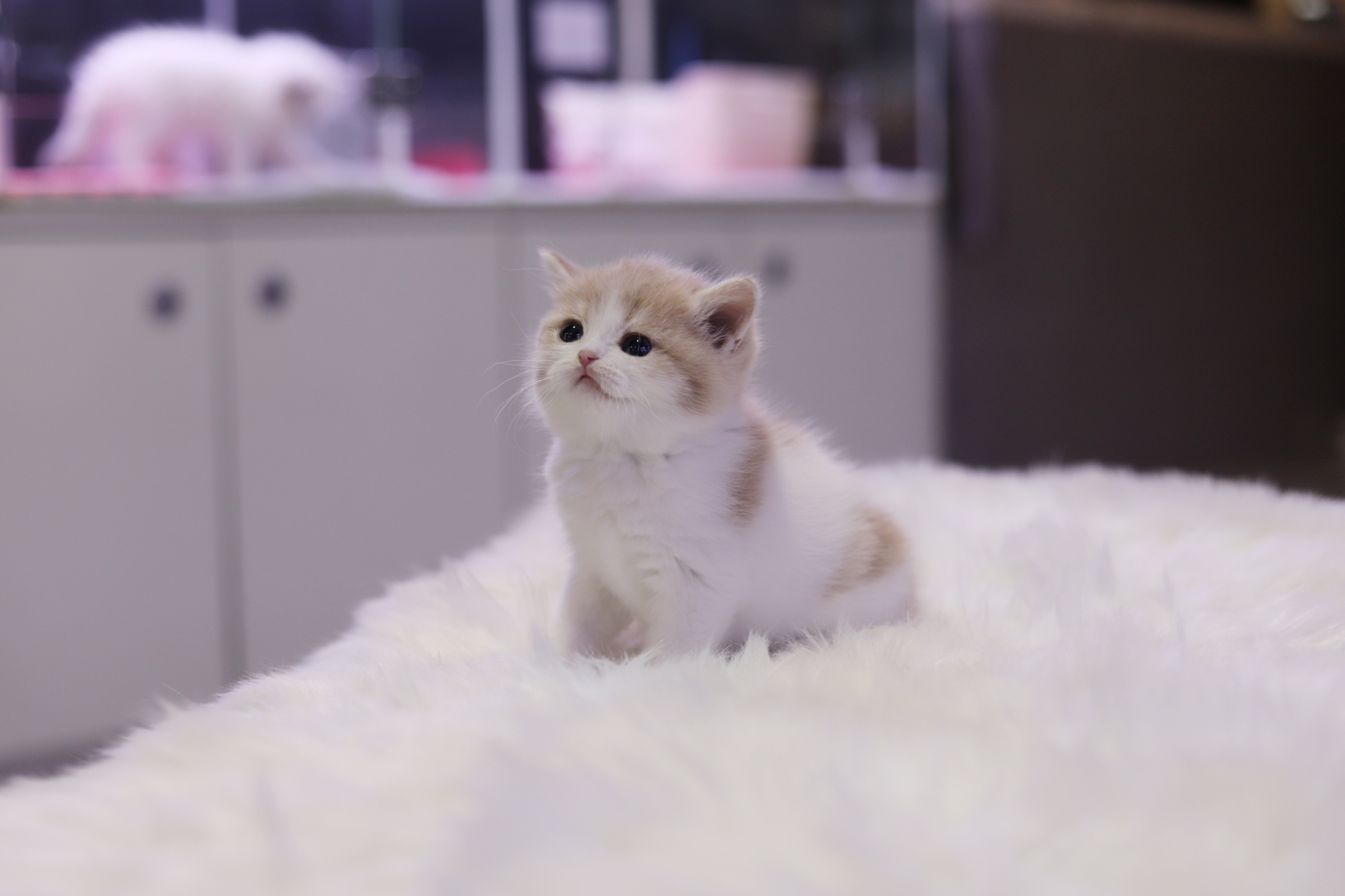 브리티쉬 공주님(20만원부터)